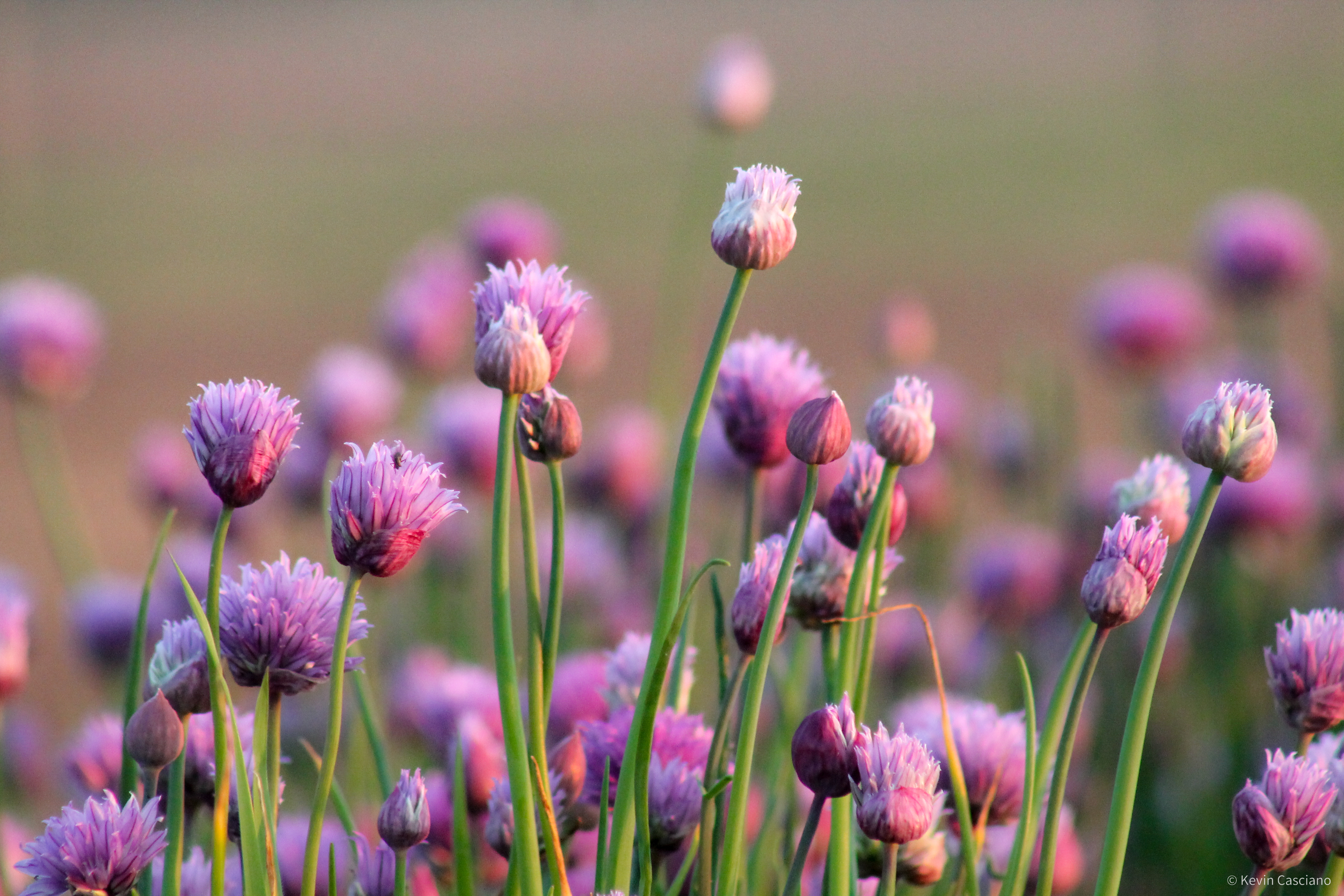 Urban Ecology photograph 2