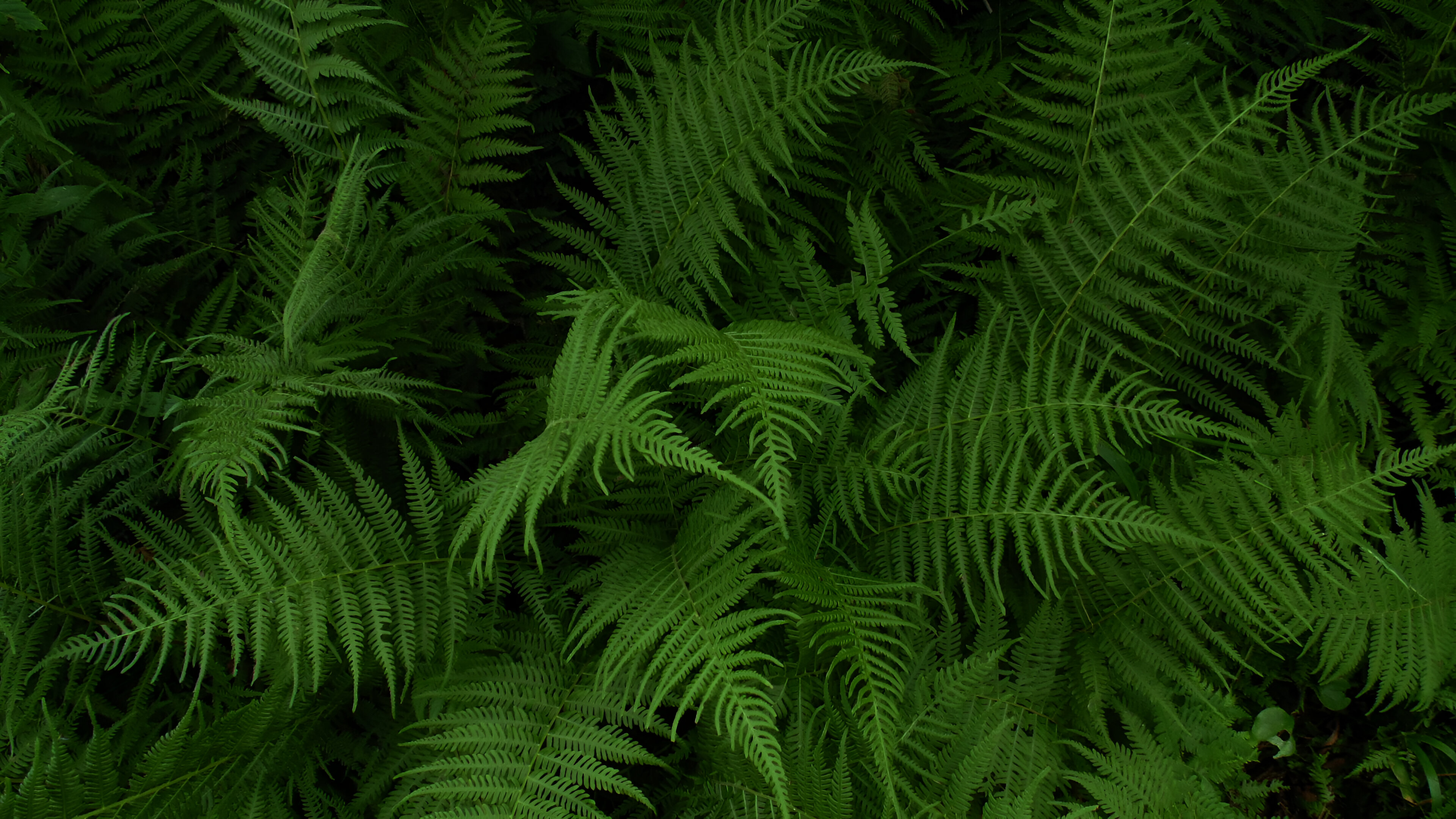 Fern